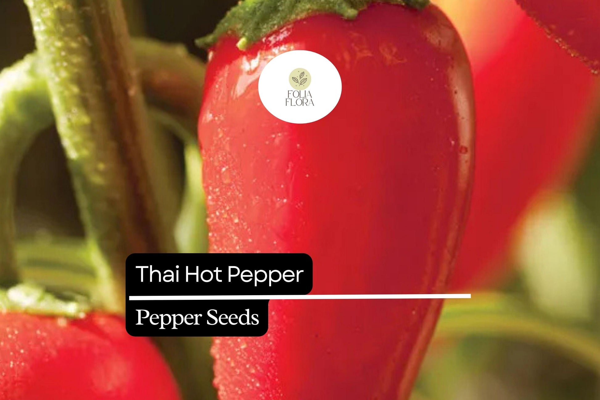 30 Seeds Thai Hot Pepper Seeds, Heirloom Spicy Chili Pepper, Compact High-Yielding Capsicum annuum for Curries & Pickles