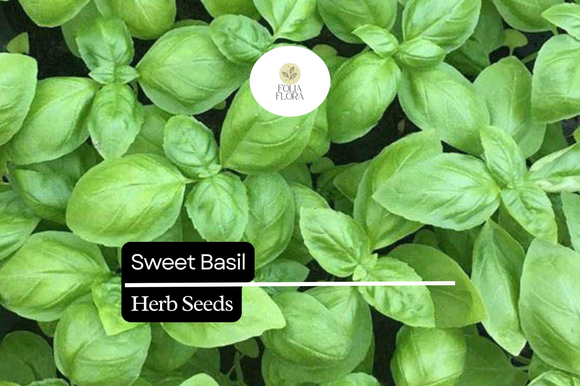 300 Sweet Basil Seeds – Ocimum basilicum, Aromatic Culinary Herb for Cooking & Gardening, Bright Green Leaves