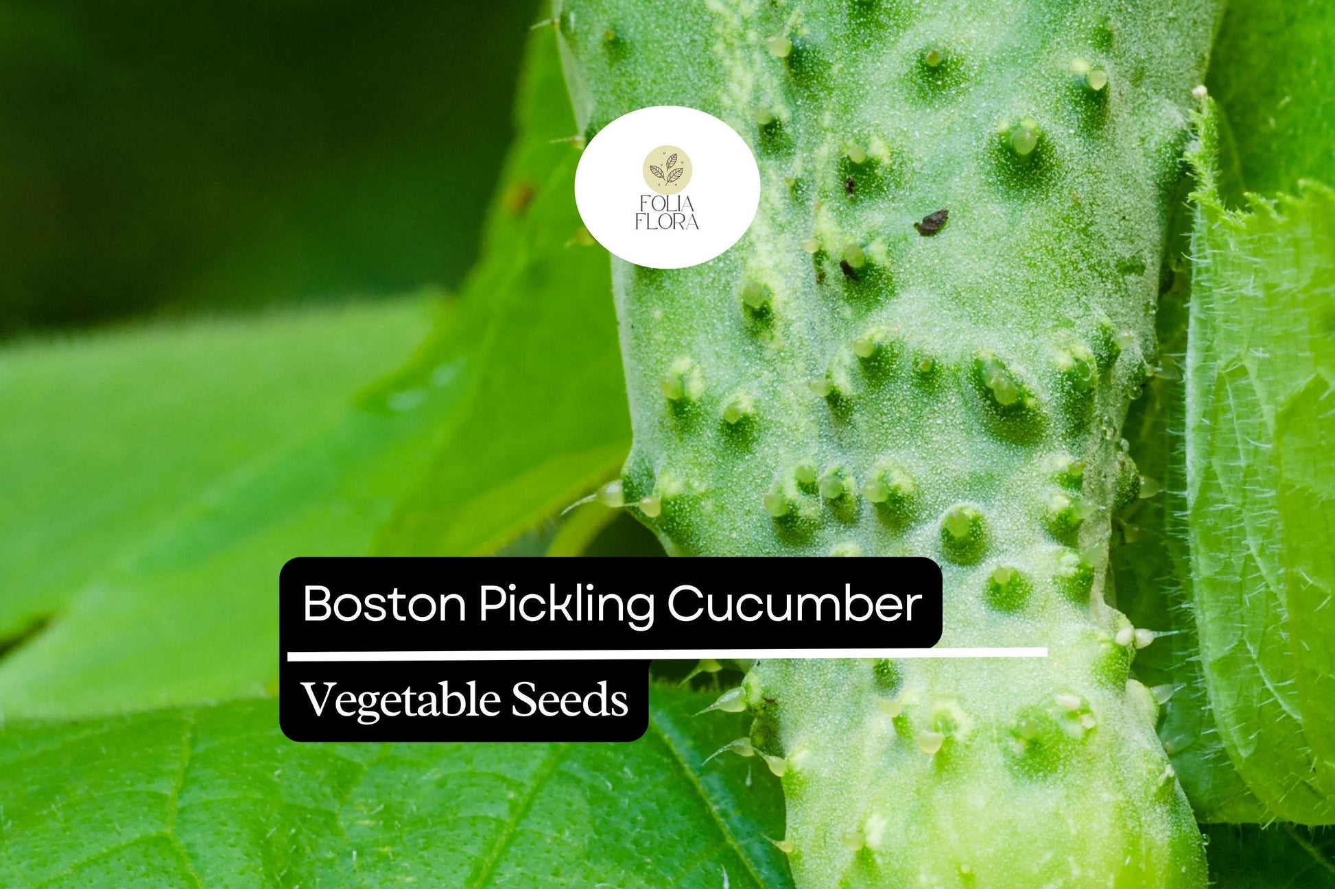 50 Seeds Boston Pickling Cucumber – Heirloom, Crisp, Small Size, High Yield, Cucumis sativus for Pickling & Fresh Eating