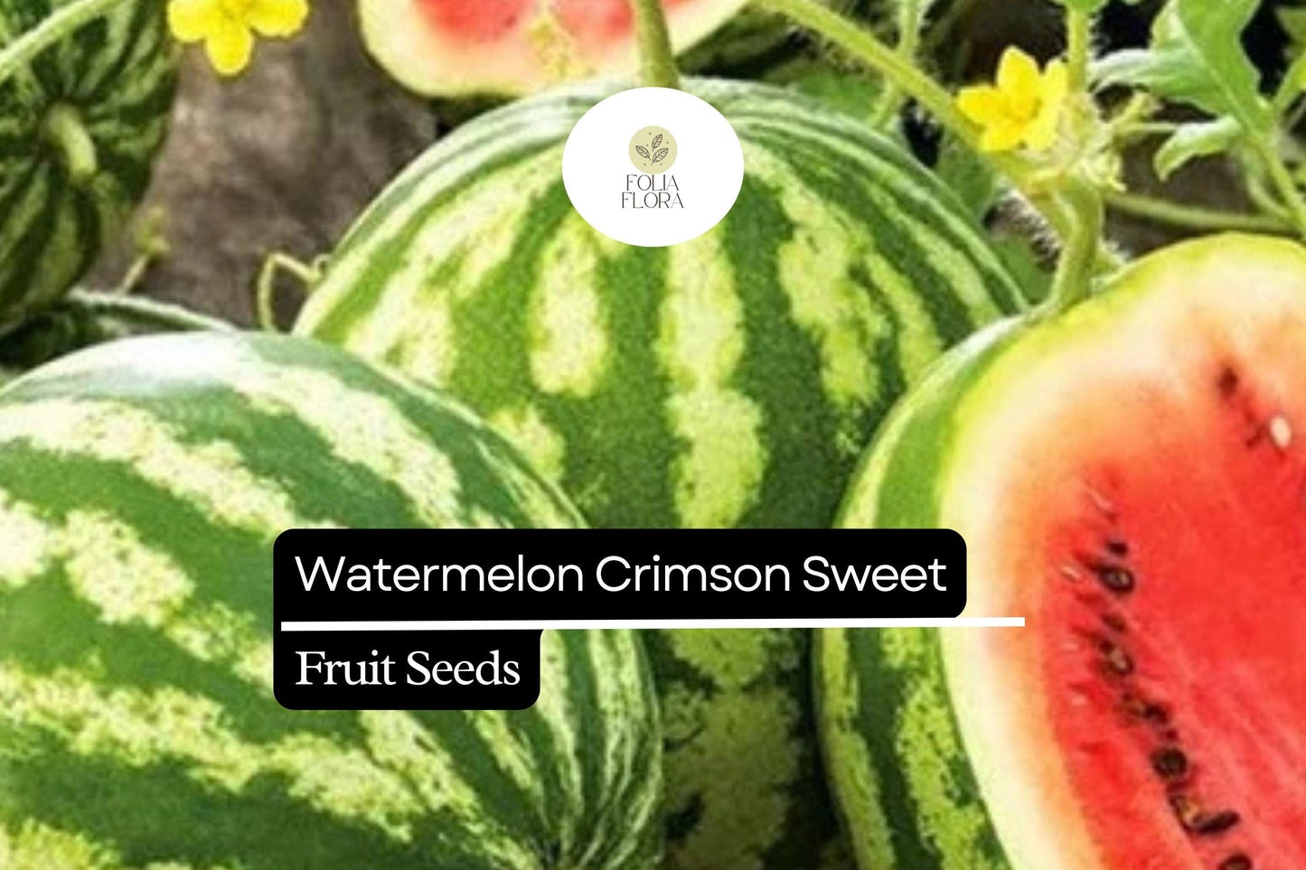 25 Seeds Crimson Sweet Watermelon Heirloom Juicy Melons Citrullus lanatus Seed Pack