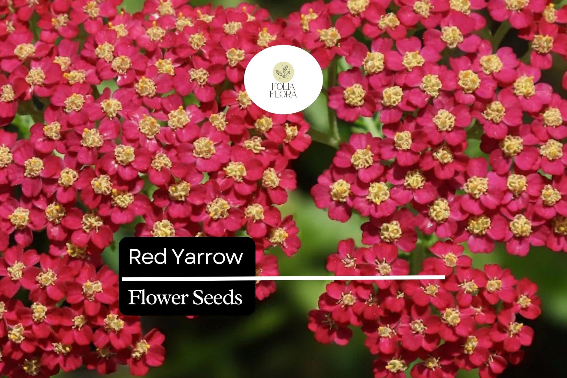 500 Red Yarrow Seeds, Achillea Millefolium, Drought-Tolerant Pollinator Perennial, Wildflower, Border, Xeriscape