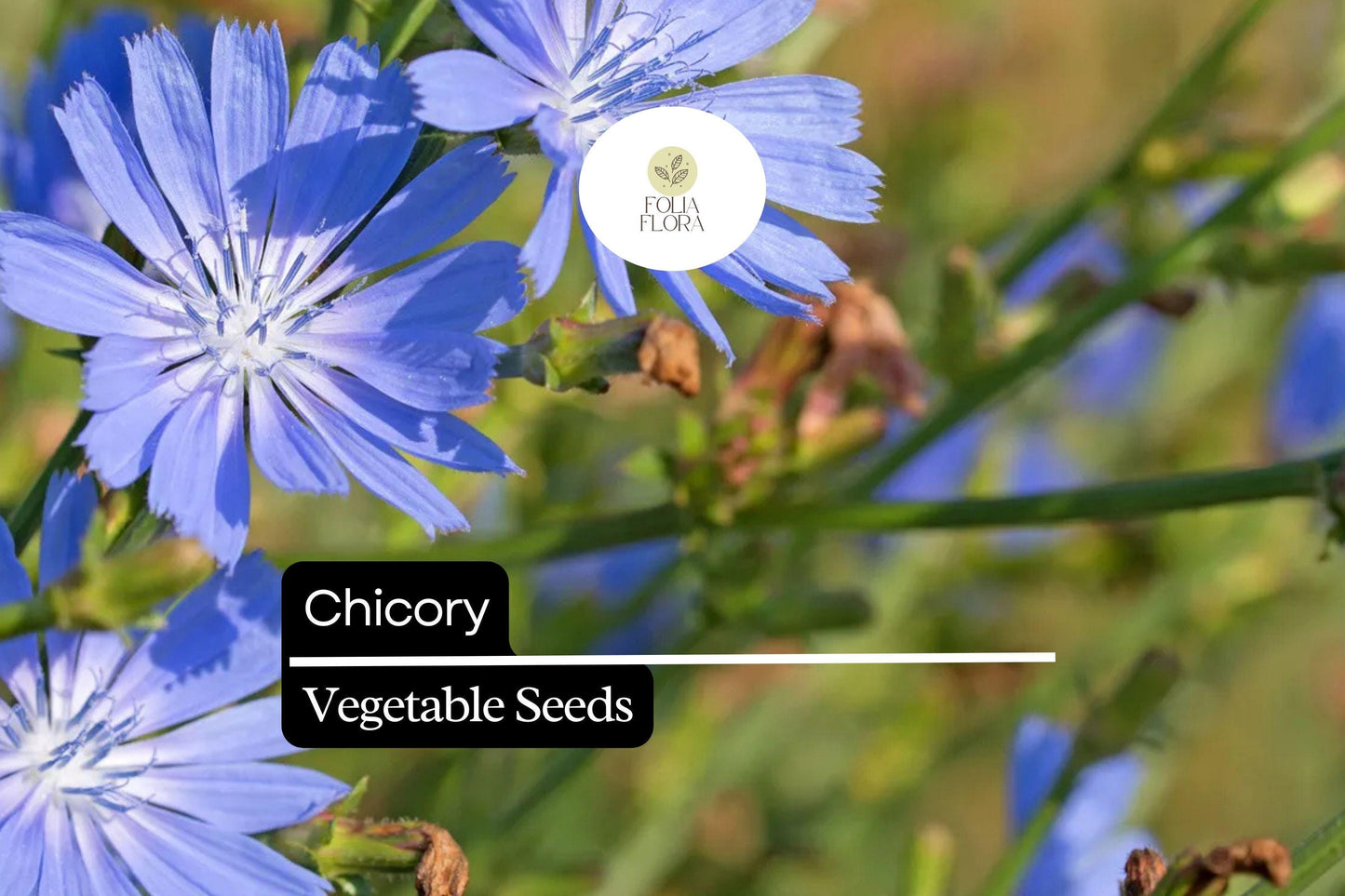 600 Chicory Seeds Cichorium Intybus Heirloom Edible Greens & Roots Pollinator-Friendly