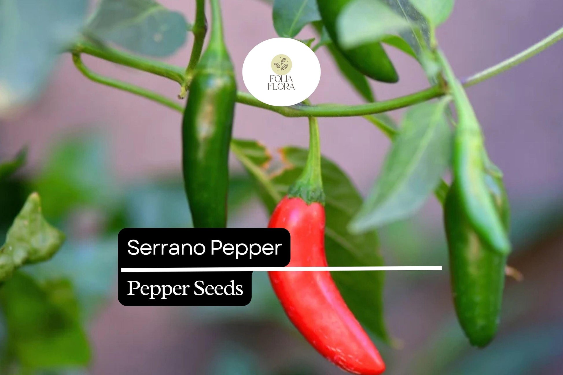 30 Seeds Serrano Pepper Capsicum Annuum Heirloom Spicy Chili for Gardens, Salsas & Sauces