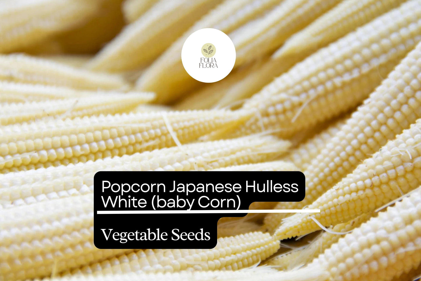 Popcorn Seeds 5g Japanese Hulless White Zea mays Dual-Purpose Gourmet & Baby Corn