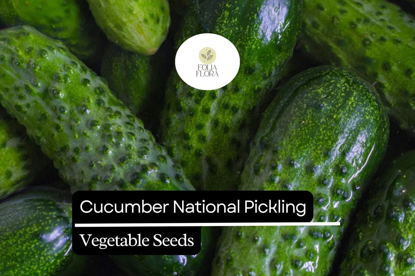 National Pickling Cucumber Seeds 1g – High-Yield Heirloom Cucumis sativus for Pickling & Salads