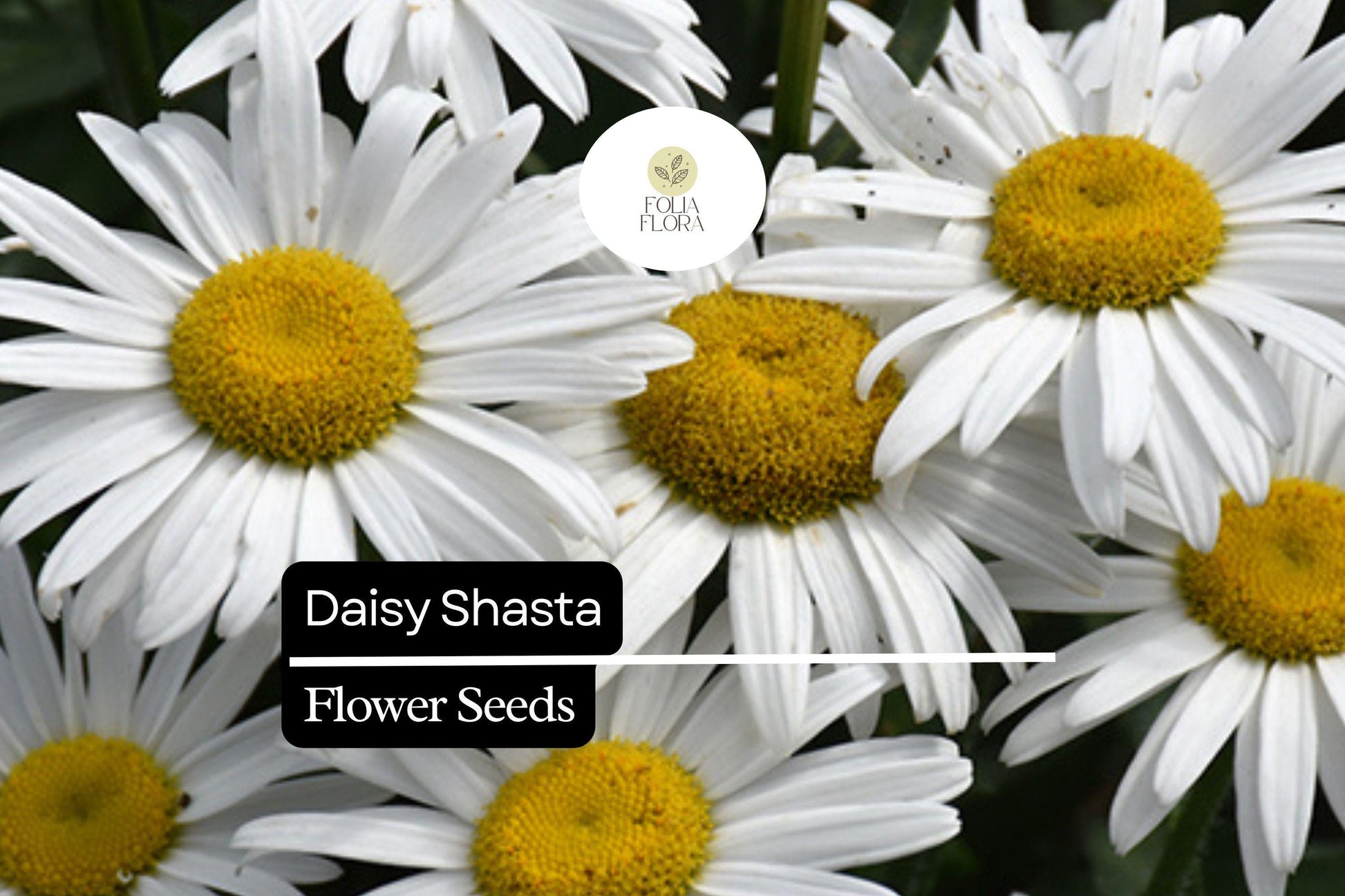 2000 Shasta Daisy Seeds, Leucanthemum × superbum, White Perennial Flowers for Borders, Cut Flowers & Pollinator Gardens