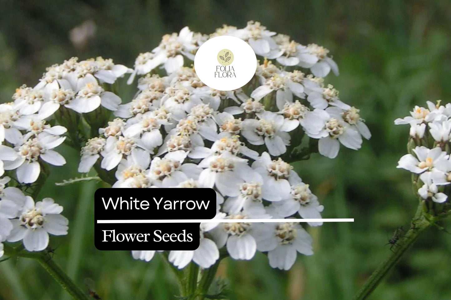 White Yarrow Seeds, Achillea Millefolium, Pollinator-Friendly Perennial Wildflower for Gardens and Borders