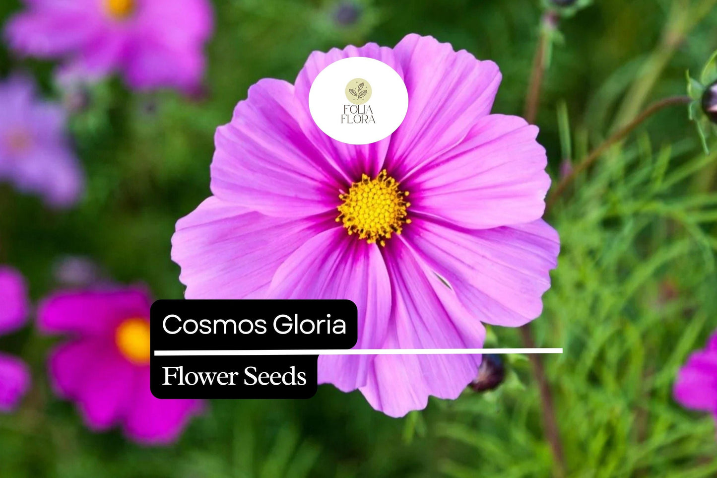 Cosmos Gloria Flower Seeds – Bright Pink, Pollinator-Friendly, Easy to Grow, Annual, Cosmos bipinnatus
