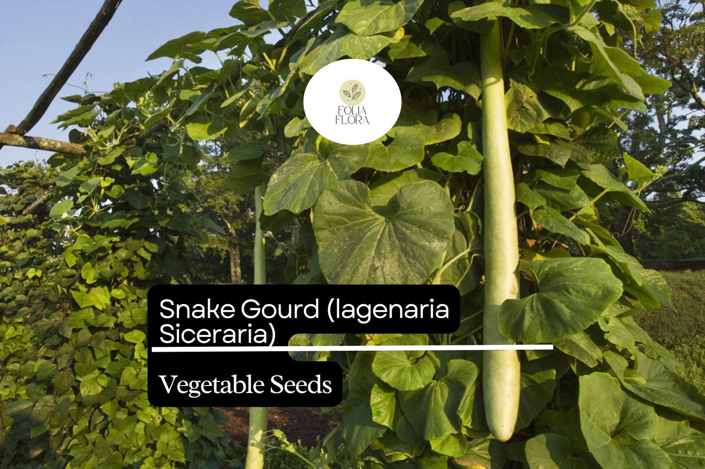 10 Seeds Snake Gourd Lagenaria siceraria Heirloom Non-GMO Exotic Vegetable for Gardening