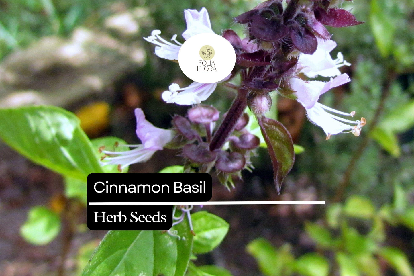 300 Cinnamon Basil Seeds, Aromatic Herb with Cinnamon Flavor, Ocimum basilicum, Culinary, Pollinator-Friendly