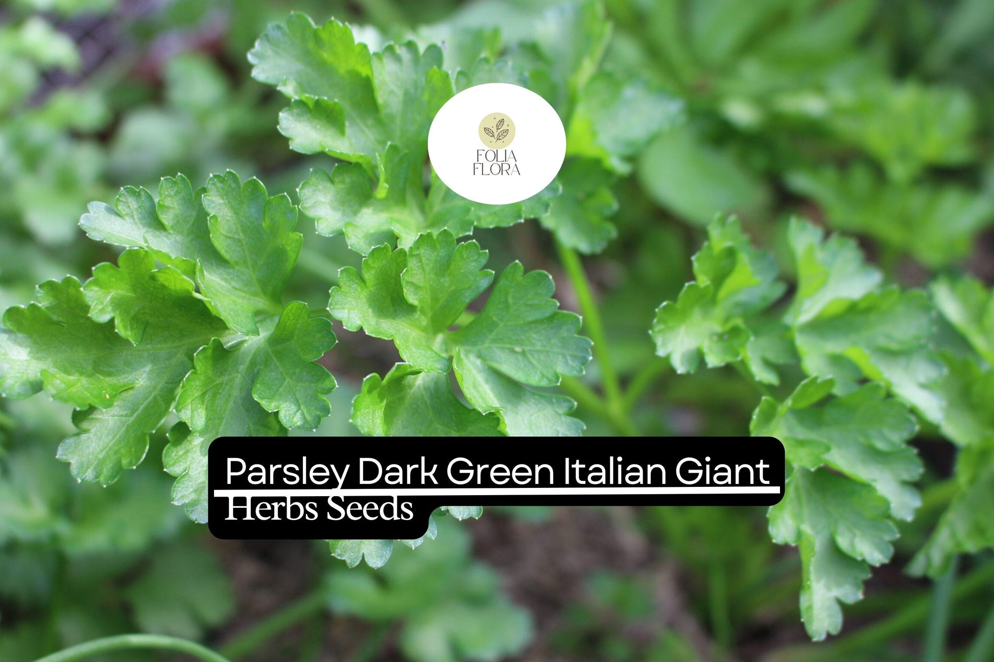 Dark Green Italian Giant Parsley Seeds | Petroselinum crispum | Heirloom, Non-GMO Herb for Culinary Use