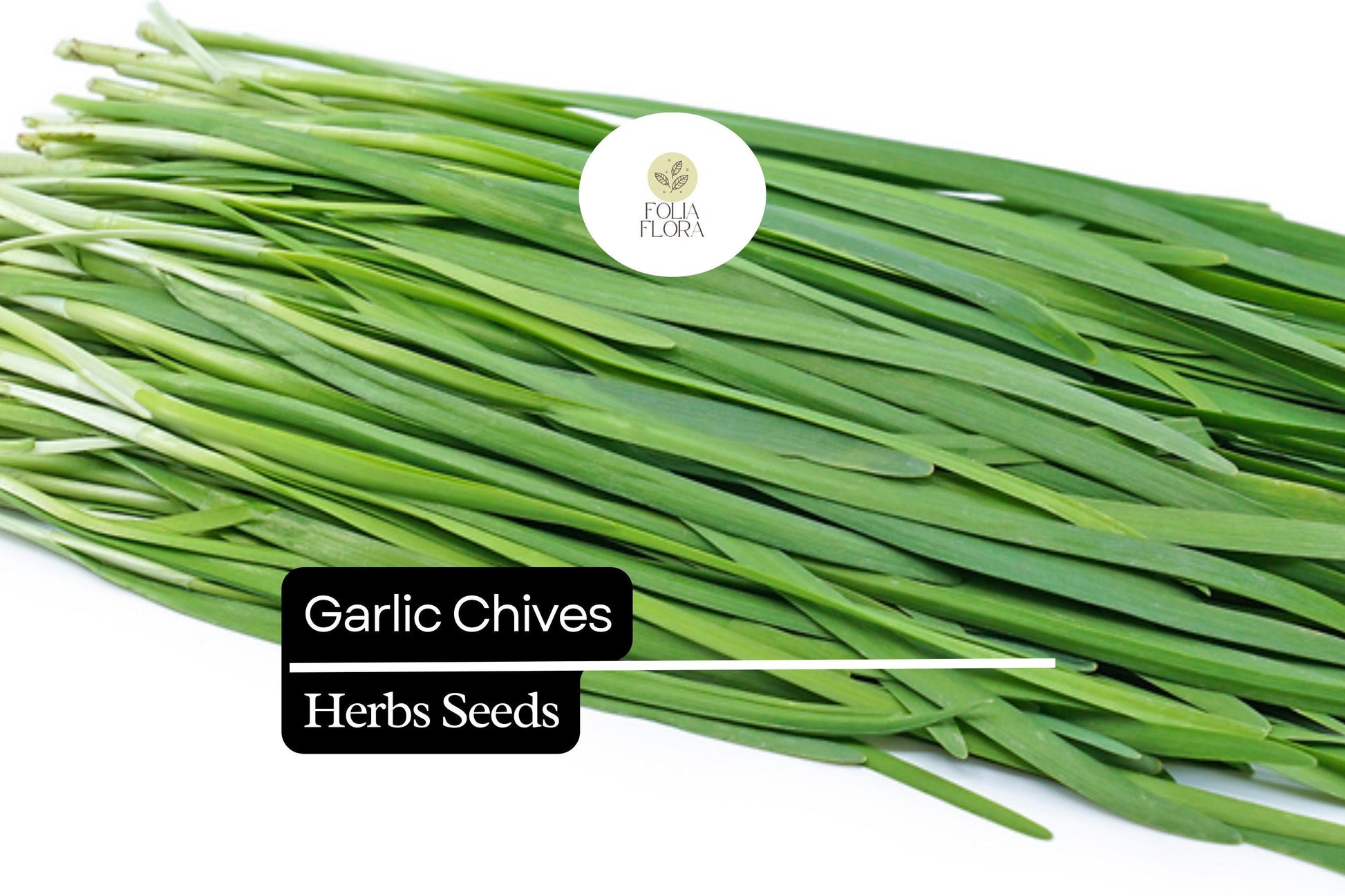 Garlic Chives Seeds | Heirloom Allium tuberosum | Pollinator-Friendly Perennial Herb for Culinary & Garden Use