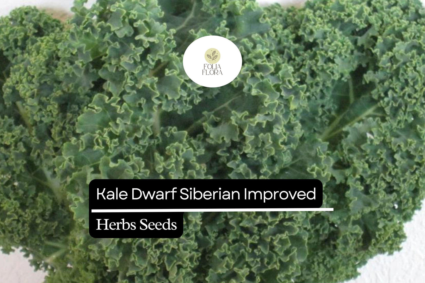 Dwarf Siberian Kale Seeds | Cold-Hardy Heirloom Brassica oleracea | Compact, Frost-Tolerant, 300 Seeds