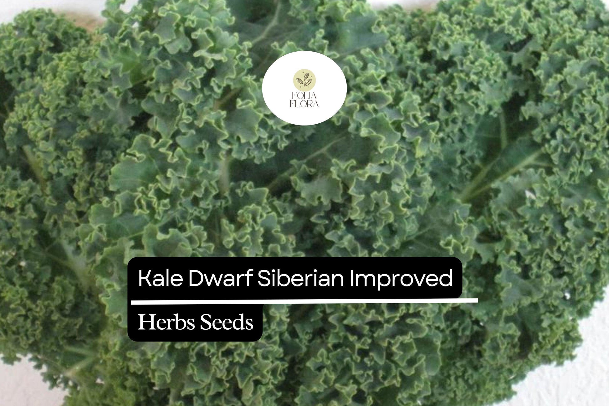 Dwarf Siberian Kale Seeds | Cold-Hardy Heirloom Brassica oleracea | Compact, Frost-Tolerant, 300 Seeds