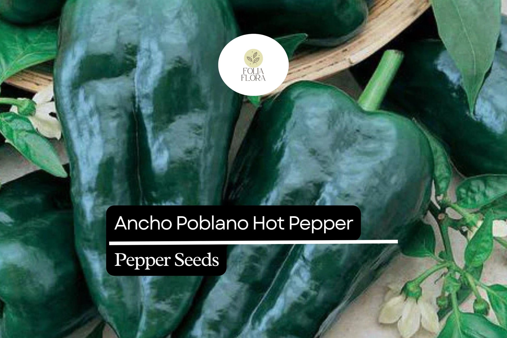 15 Seeds Ancho Poblano Pepper, Capsicum Annuum, Mildly Spicy, Versatile Chili for Cooking, Roasting, Stuffing