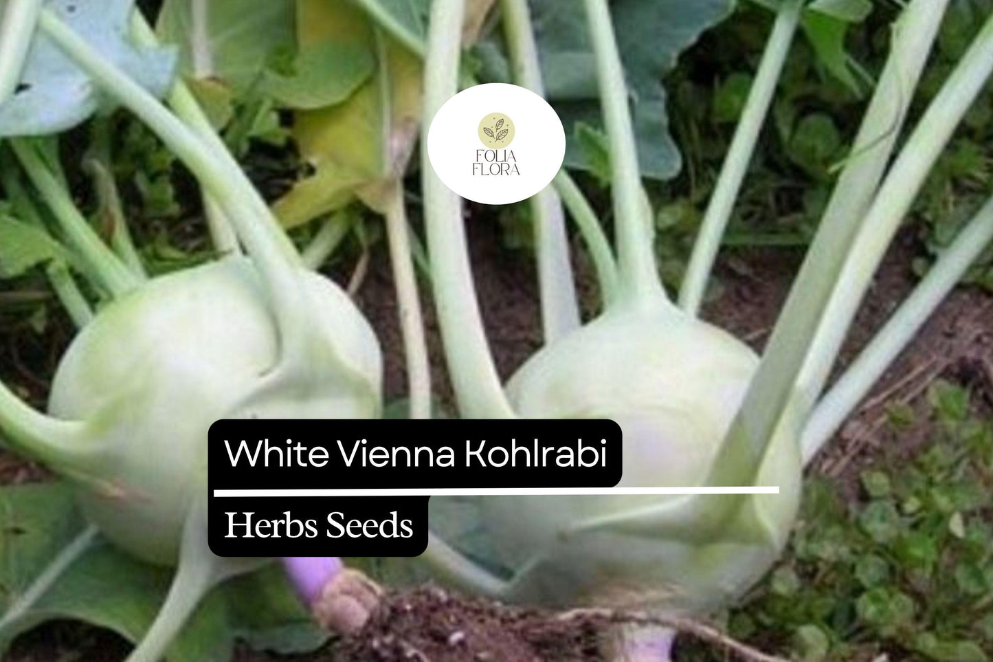 White Vienna Kohlrabi Seeds | Heirloom Non-GMO Brassica oleracea for Salads & Cooking