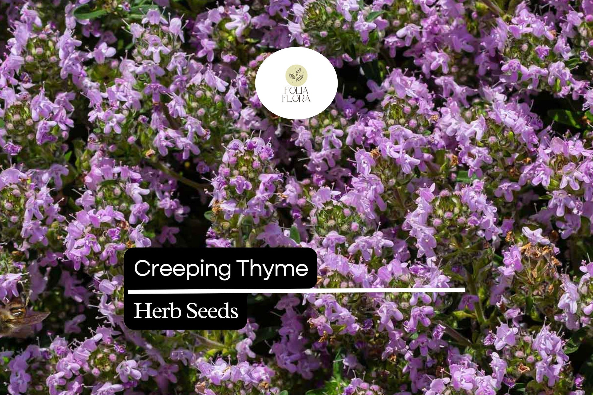 Creeping Thyme Ground Cover, Thymus serpyllum, Fragrant Pink-Purple Flowers, Pollinator-Friendly Herb