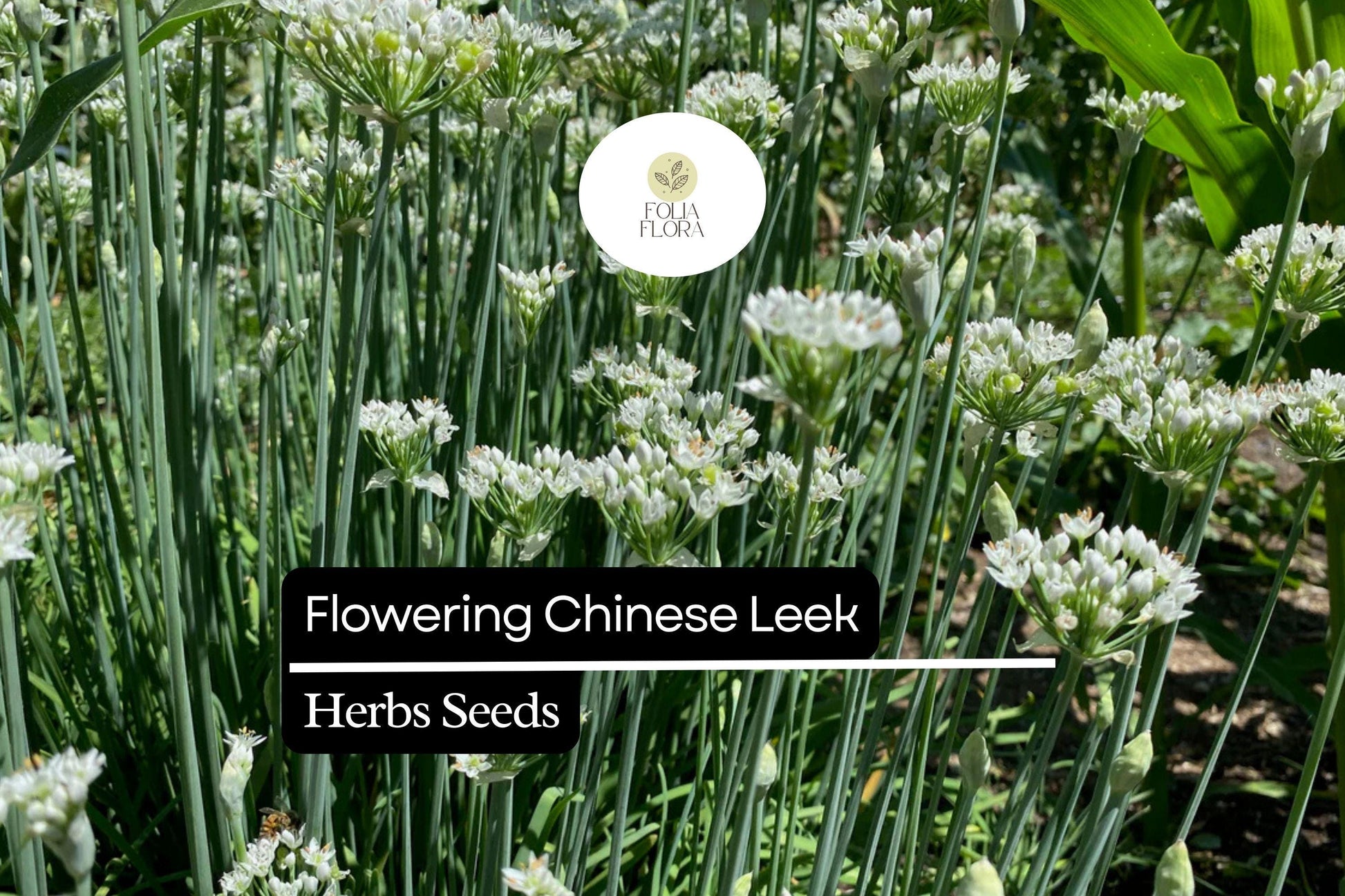 Flowering Chinese Leek Seeds | Allium tuberosum Heirloom Edible Greens & Flowers | Garlic Chives Seed Pack