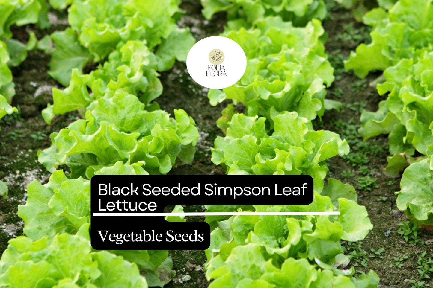 Black Seeded Simpson Lettuce Seeds | Heirloom, Fast-Growing Salad Green Lactuca sativa