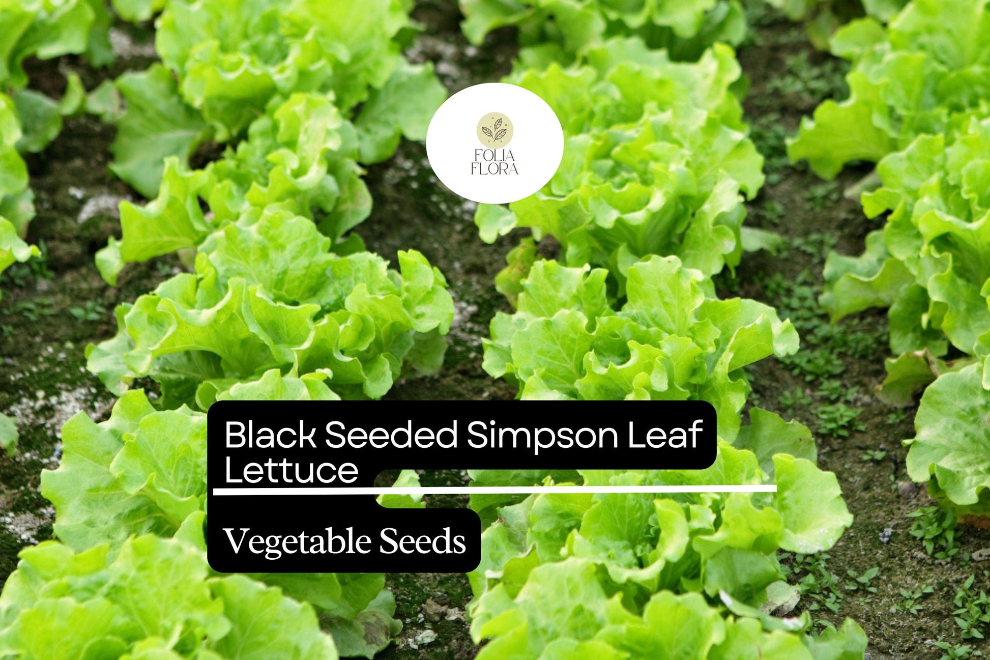 Black Seeded Simpson Lettuce Seeds | Heirloom, Fast-Growing Salad Green Lactuca sativa