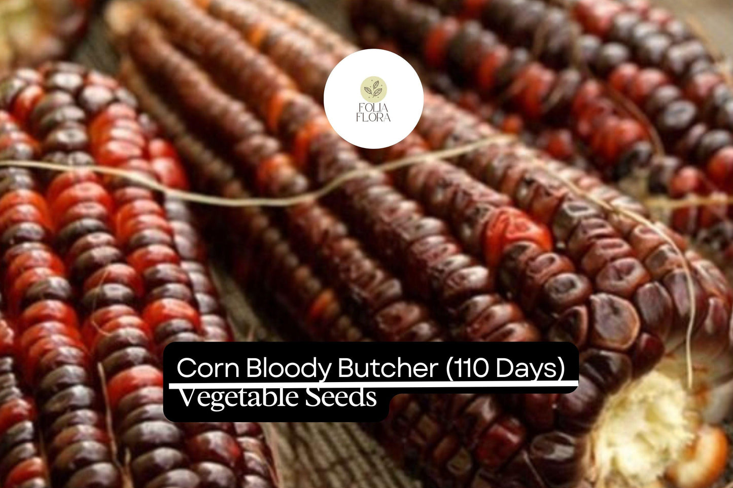 Bloody Butcher Corn Seeds – Heirloom Red Kernel Variety for Flour & Decor – Zea mays