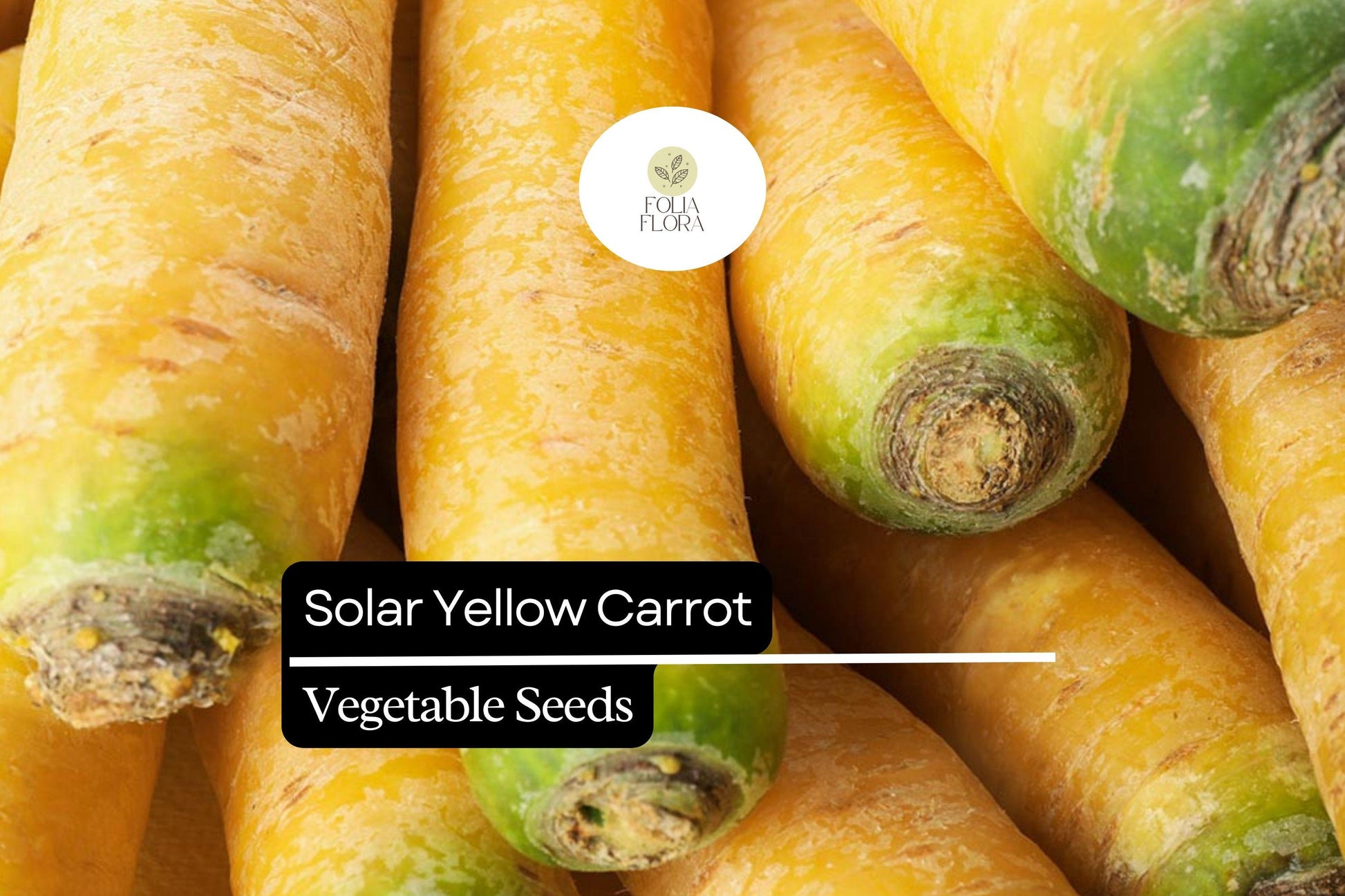 Solar Yellow Carrot Seeds – Heirloom Daucus Carota Variety, Golden Yellow Roots, Sweet Flavor, Nutritious, 60-75 Days