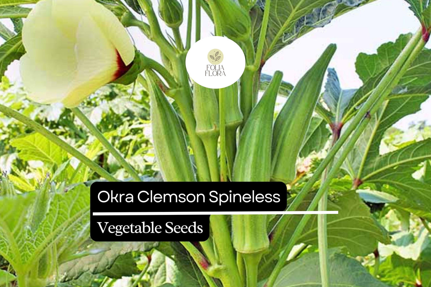 Clemson Spineless Okra Seeds – Heirloom Non-GMO High Yield Abelmoschus esculentus for Frying, Stewing, Pickling