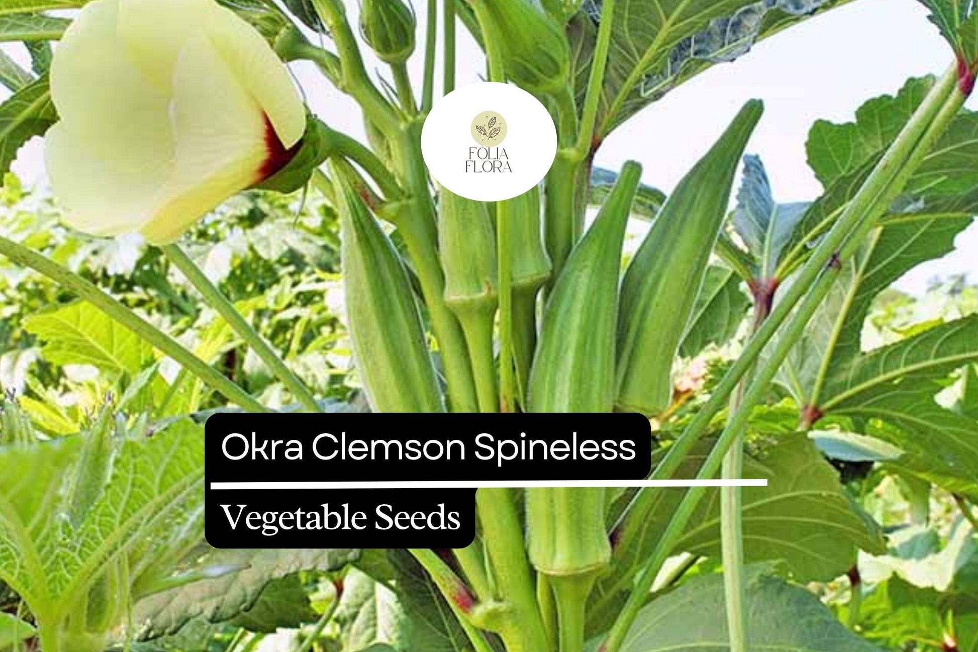 Clemson Spineless Okra Seeds – Heirloom Non-GMO High Yield Abelmoschus esculentus for Frying, Stewing, Pickling