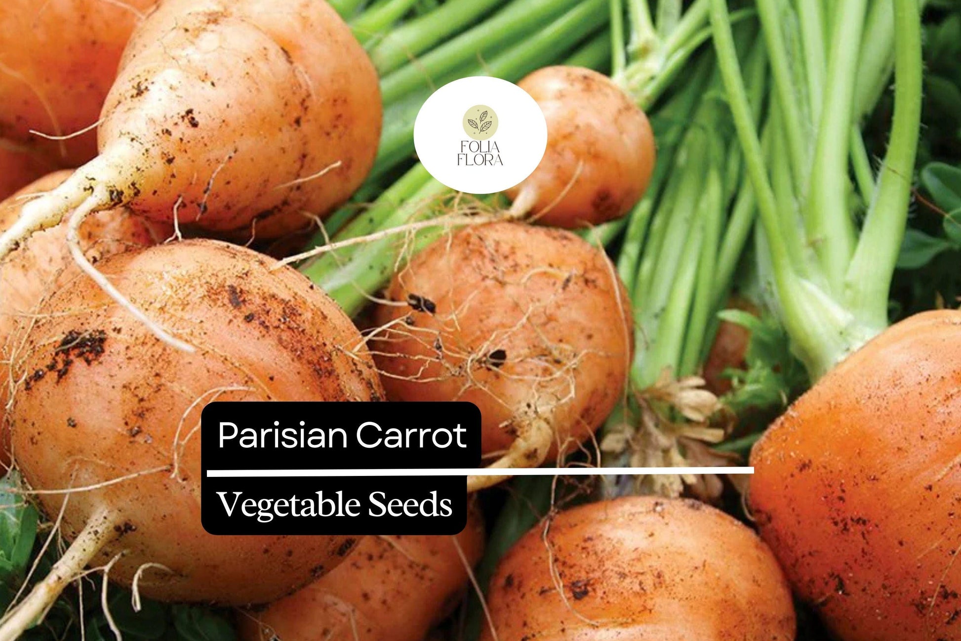 300 Seeds Parisian Carrot Heirloom Variety – Small Round Gourmet Daucus carota for Containers & Gardens