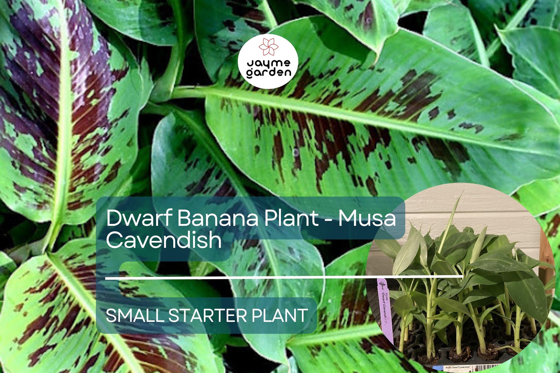 Dwarf Banana Plant - Musa Cavendish Starter Tree, Cold Hardy Tropical Fruit for Patio & Containers