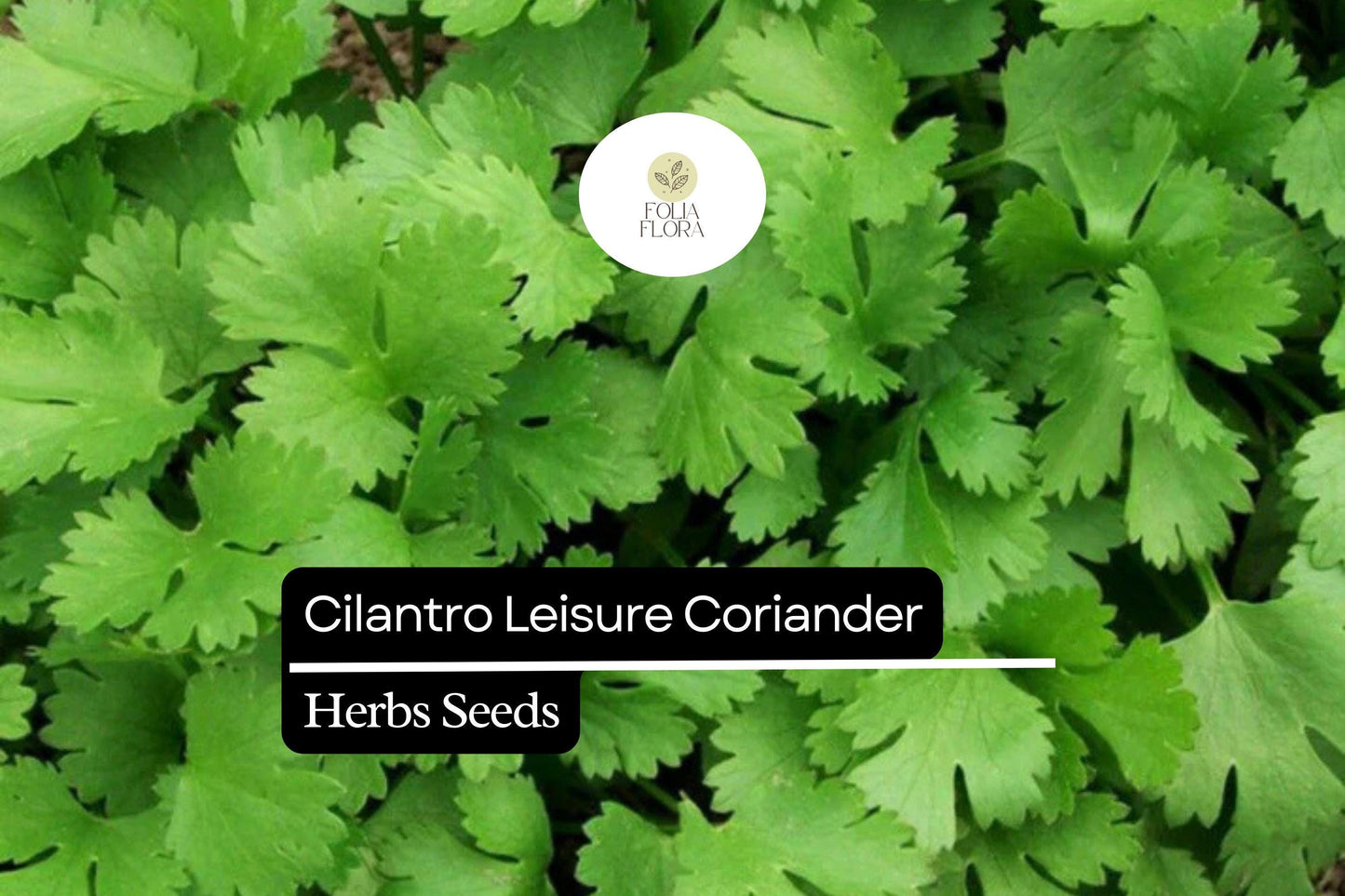 125 Seeds Leisure Cilantro Herb Seeds, Coriandrum sativum, Aromatic, Slow-Bolting, for Cooking & Garnish