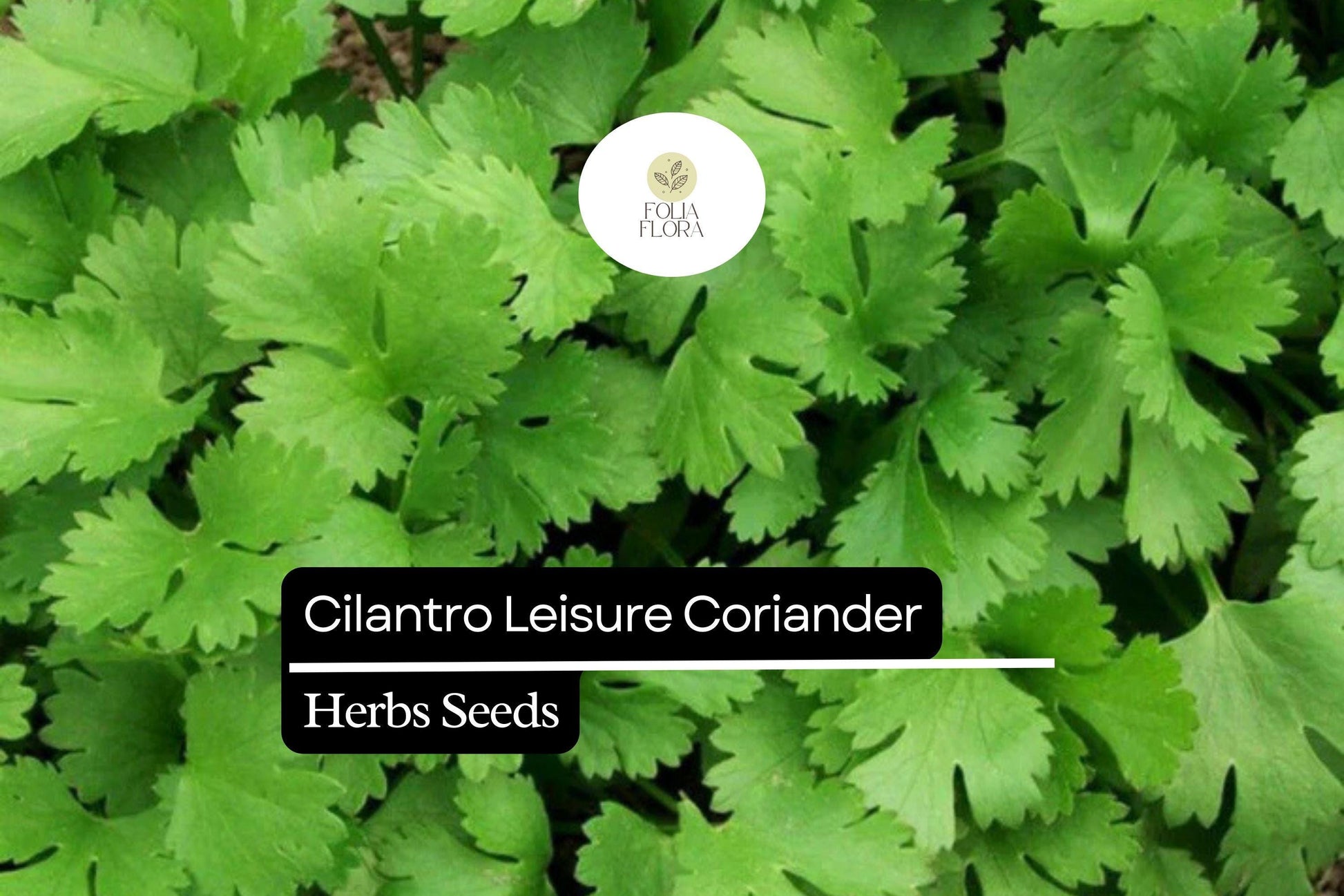 125 Seeds Leisure Cilantro Herb Seeds, Coriandrum sativum, Aromatic, Slow-Bolting, for Cooking & Garnish