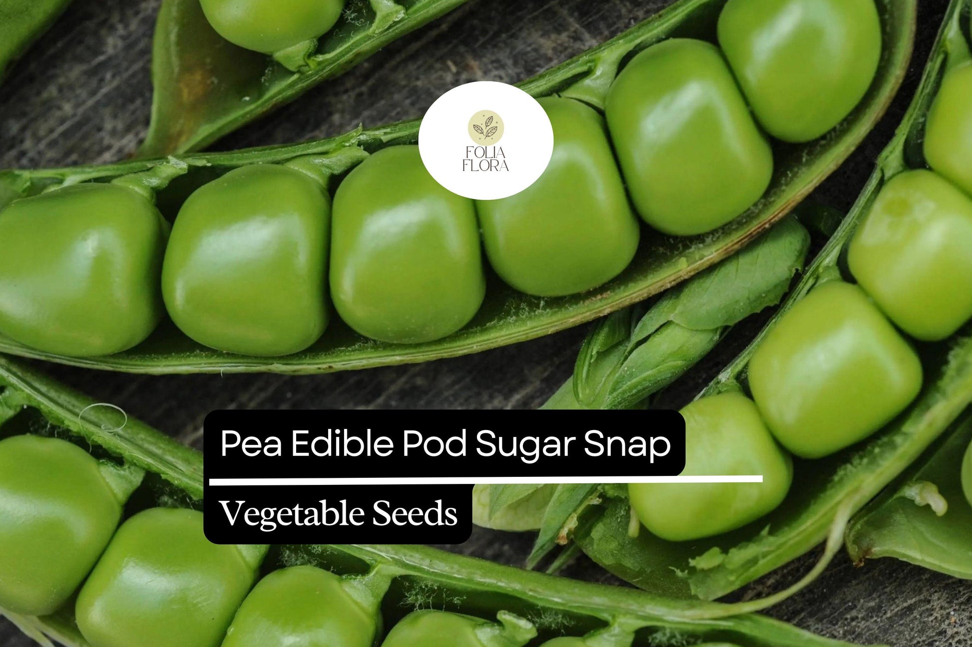 Sugar Snap Pea Seeds | Heirloom Pisum sativum | Edible Pods, Stringless, High-Yielding Climbing Vines