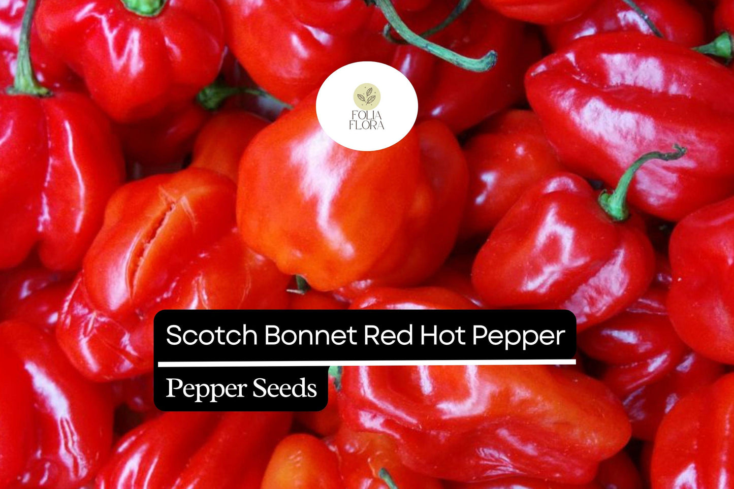 Scotch Bonnet Pepper Seeds | Red Hot Non-GMO 250mg | Capsicum chinense for Hot Sauces & Caribbean Dishes