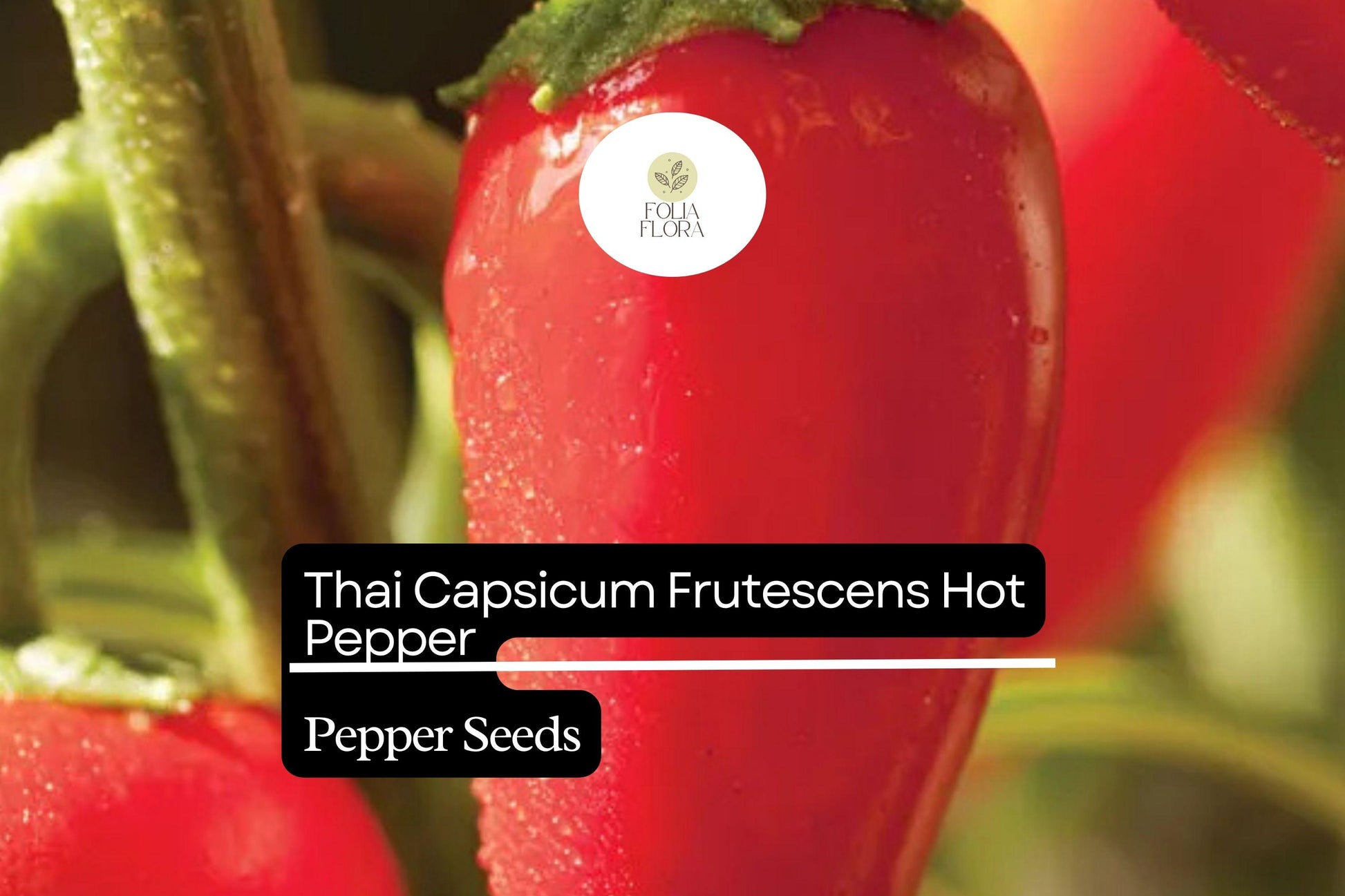 Thai Hot Pepper Seeds – Non-GMO, Fiery Capsicum frutescens for Thai Cuisine, Hot Sauces & Salsas, 250mg Packet