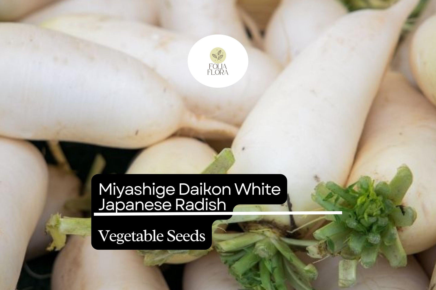100 Seeds Miyashige Daikon White Japanese Radish, Long, Crisp & Sweet, Raphanus sativus var. longipinnatus