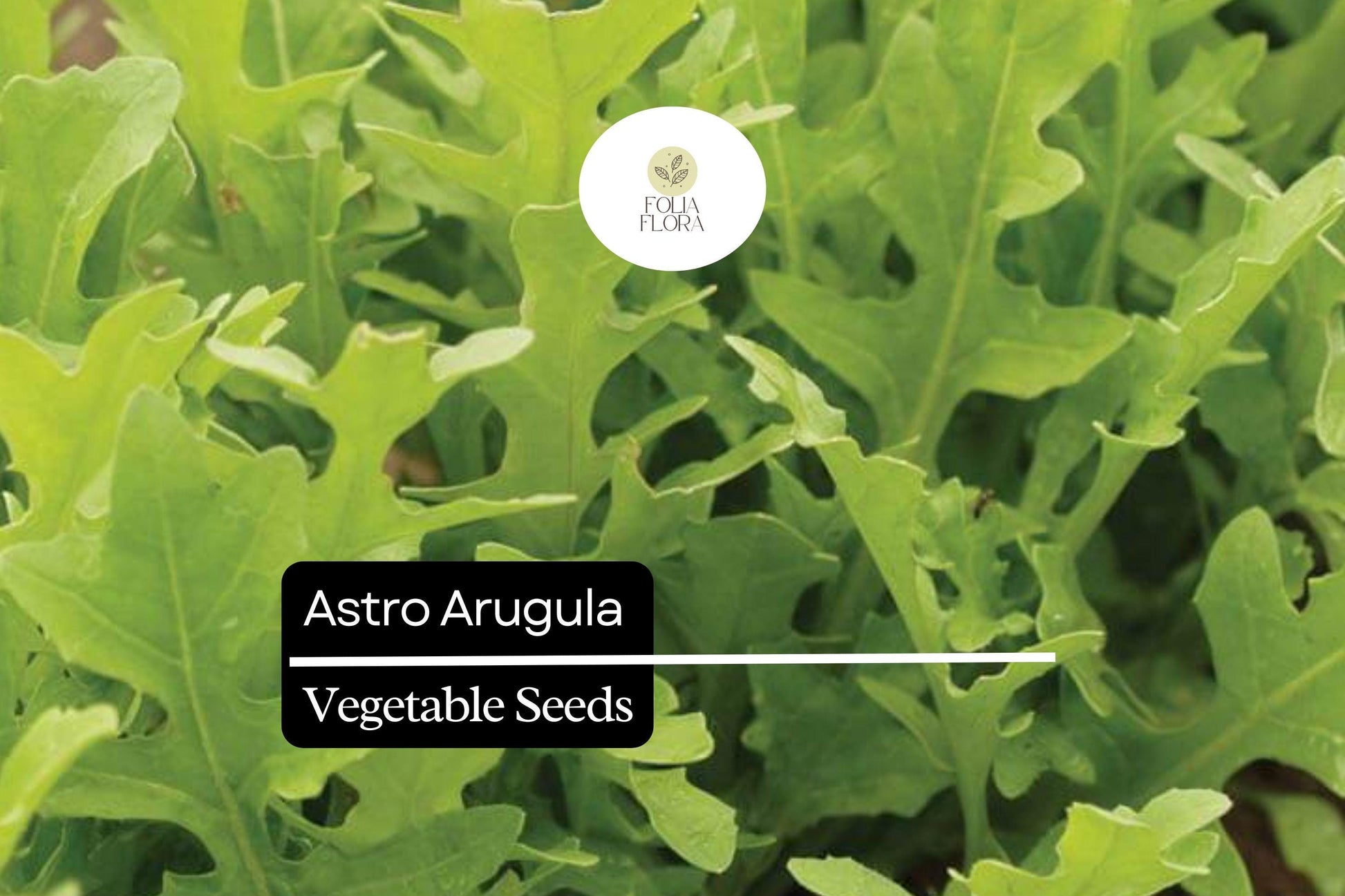 300 Seeds Astro Arugula Organic Salad Green, Mild Nutty Flavor, Eruca vesicaria, Fast-Growing Leafy Green