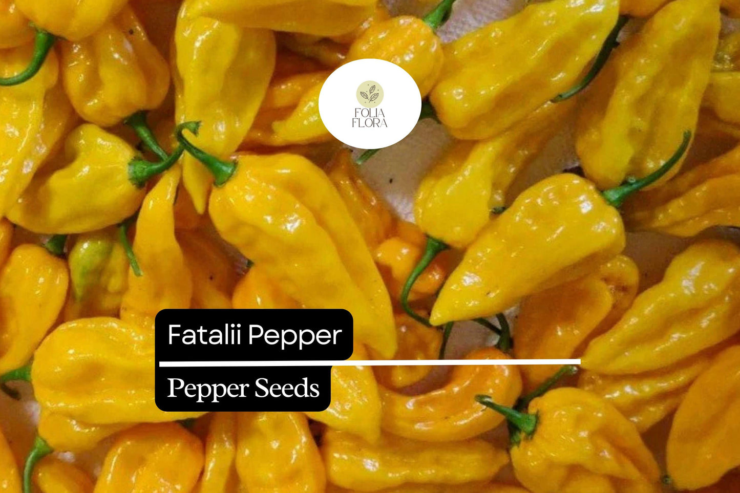 5 Seeds Fatalii Pepper Capsicum chinense, Yellow Hot Chili for Sauces, Salsas, Exotic Fruits