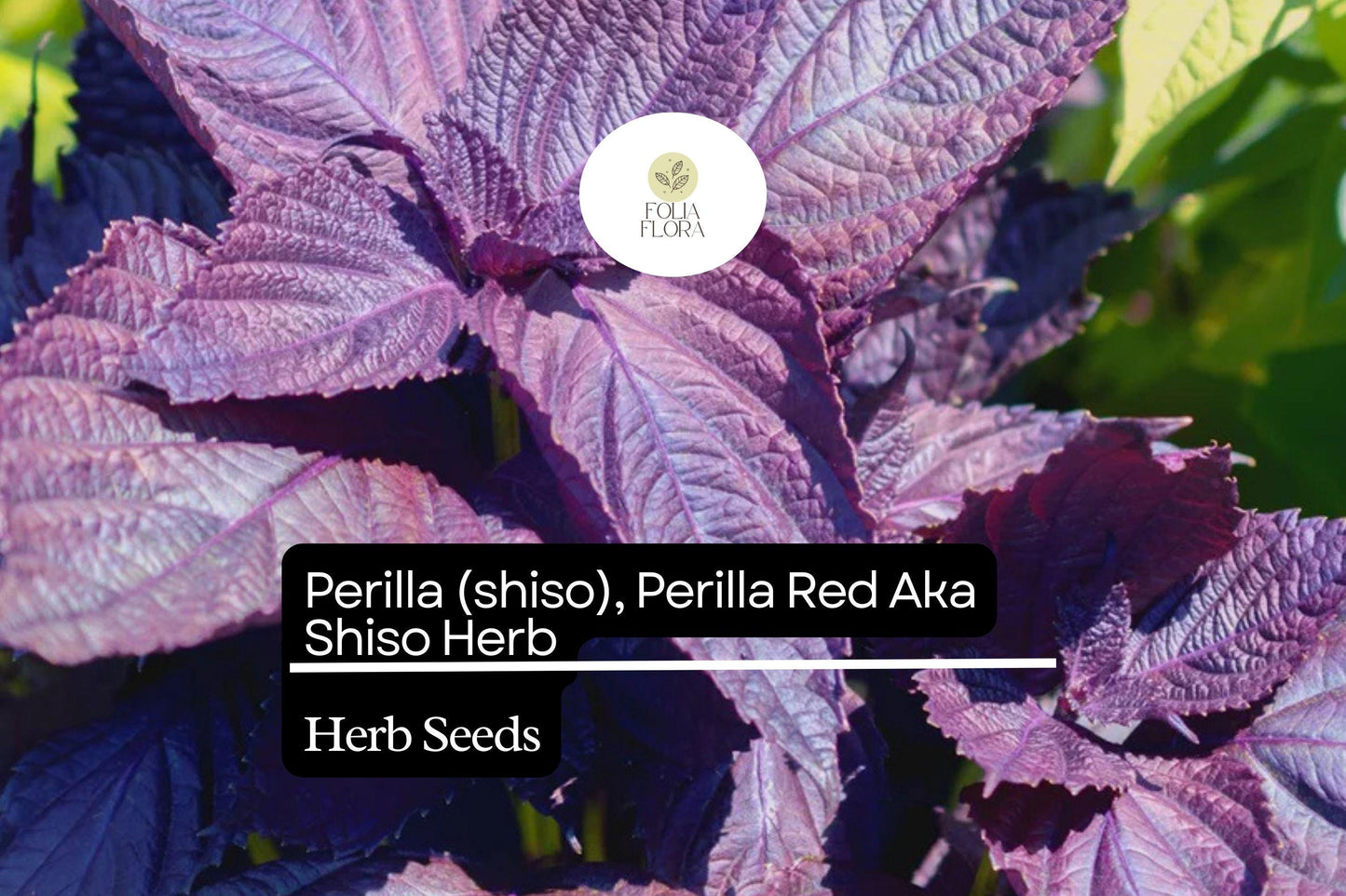Red Perilla Shiso Seeds | Non-GMO Aromatic Herb for Culinary & Garden | Perilla frutescens
