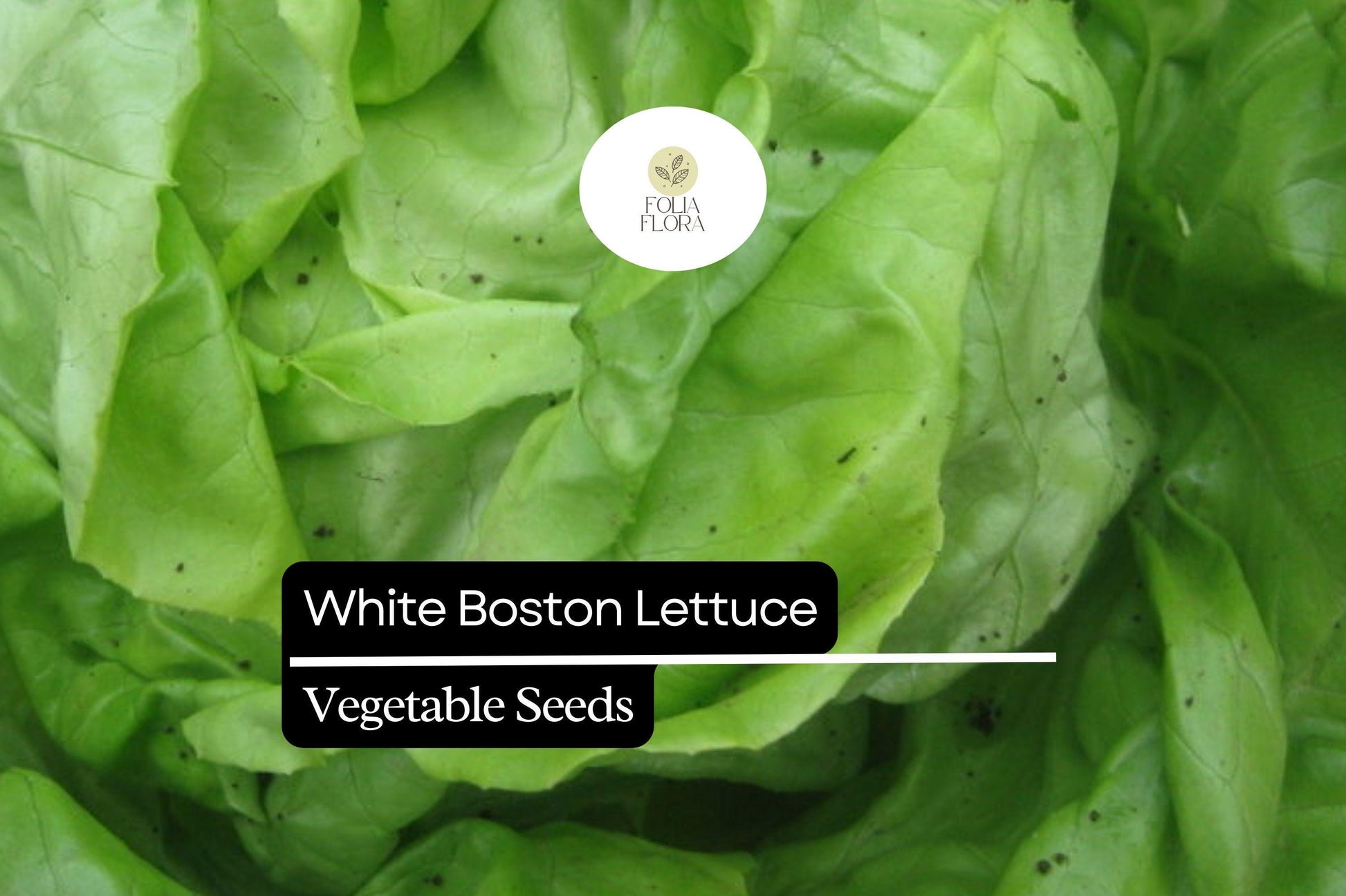 White Boston Lettuce Seeds – Butterhead Variety, Tender, Mild-Flavored, Loose Heads, Lactuca sativa, 500 Seeds