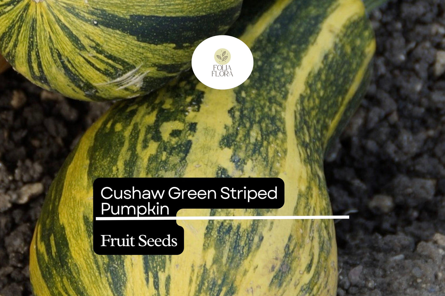 20 Seeds Cushaw Green Striped Pumpkin Heirloom Winter Squash Cucurbita argyrosperma for Baking, Cooking, and Roasting