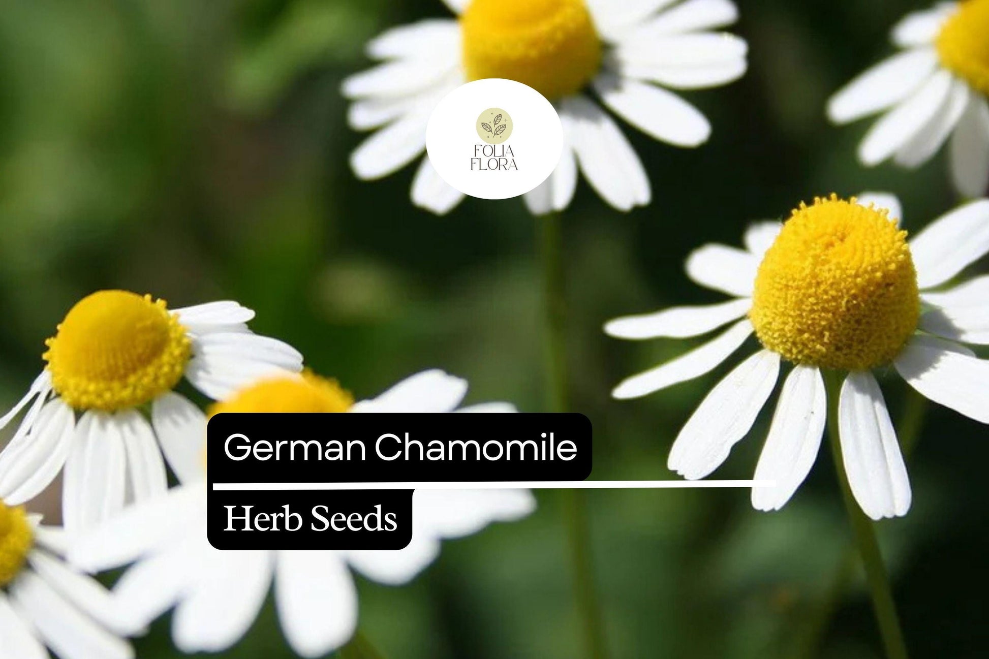 German Chamomile Seeds – 2500 Pack, Calming Herb with White and Yellow Flowers, Matricaria chamomilla for Tea, Aromatherapy & Pollinators