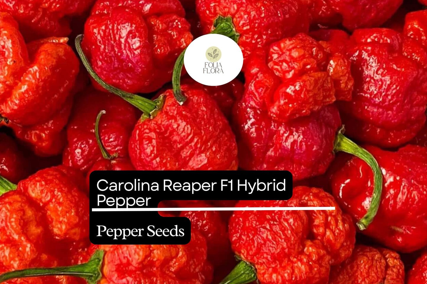 Carolina Reaper Pepper Seeds – Fiery Hot Hybrid, Bright Red, Capsicum chinense, World's Hottest Chili Seed Pack