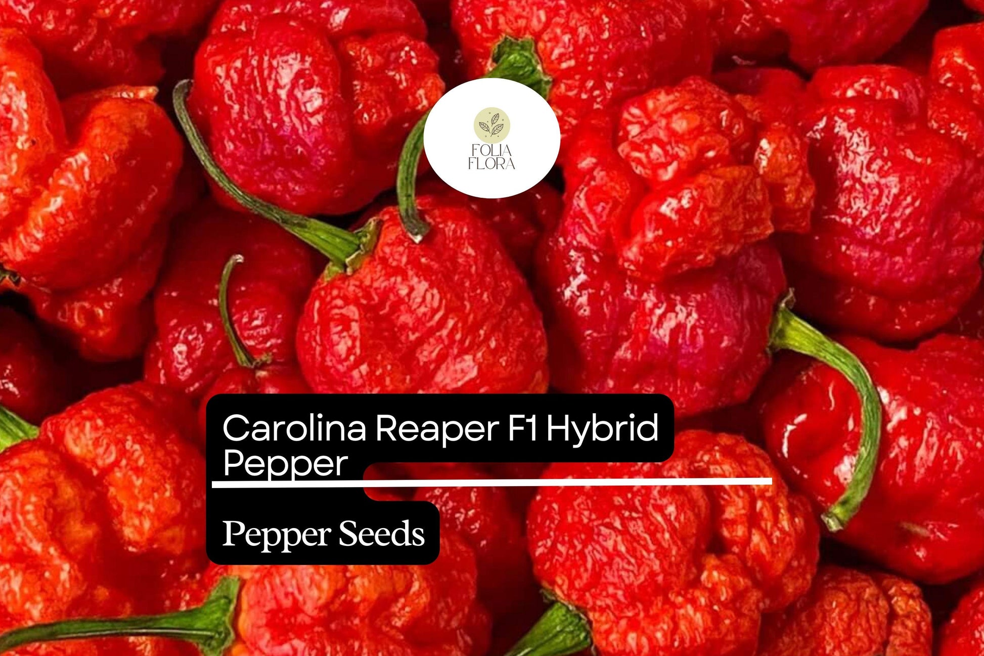 Carolina Reaper Pepper Seeds – Fiery Hot Hybrid, Bright Red, Capsicum chinense, World's Hottest Chili Seed Pack
