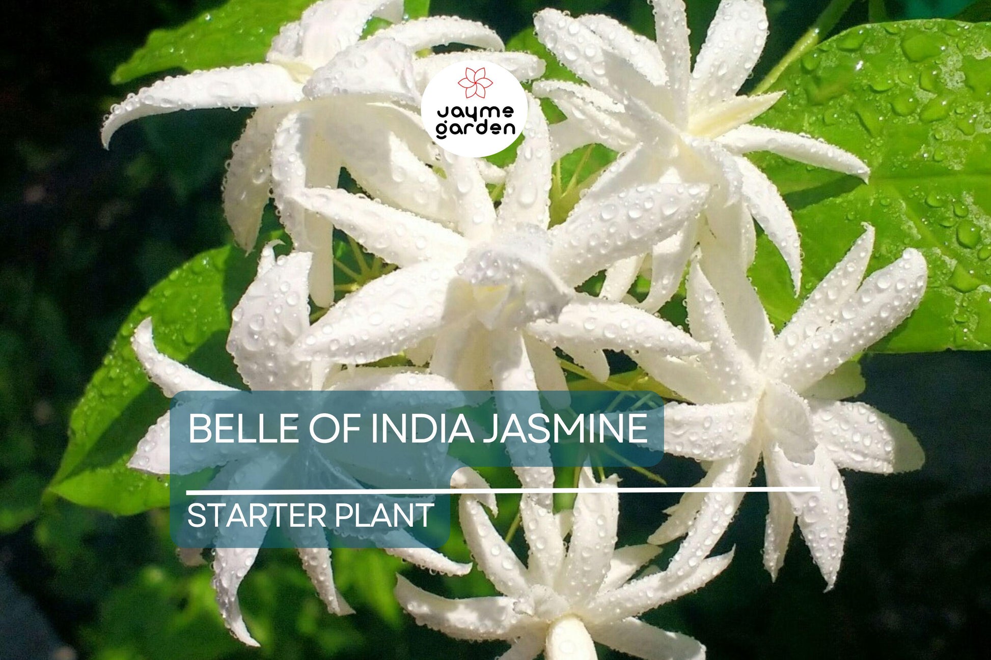 Belle of India Jasmine Starter Plant | Jasminum Sambac Double | Fragrant White Blooms | Indoor Outdoor Easy-Care Plant Zones 8-11