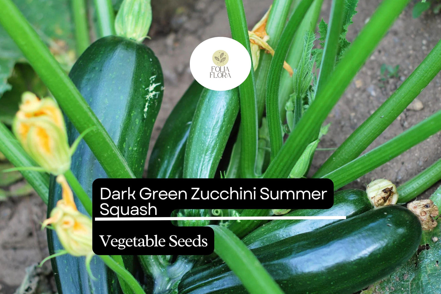 Dark Green Zucchini Seeds | High-Yield Cucurbita pepo Summer Squash, Compact Plant, Non-GMO, 1g Packet