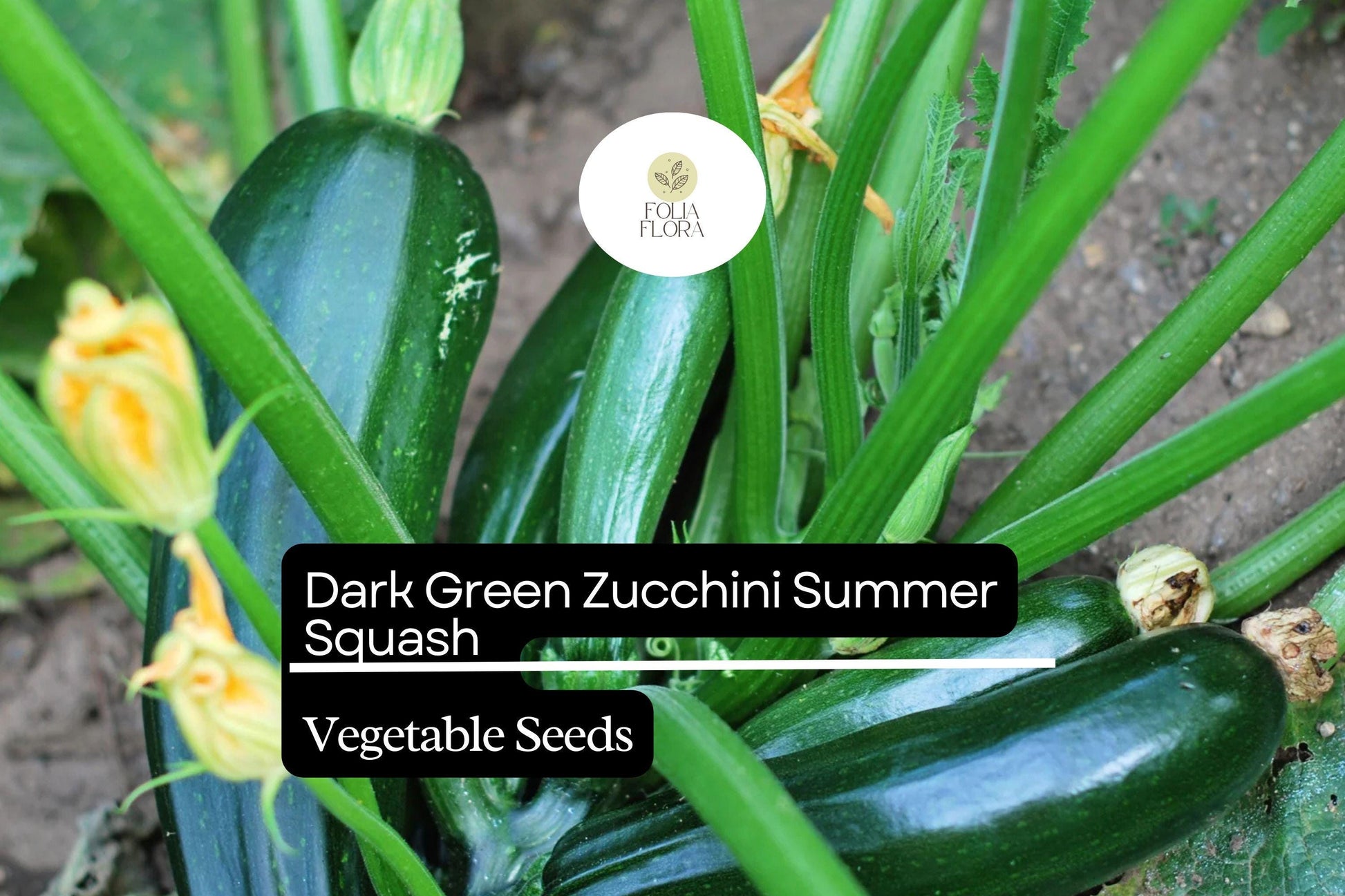 Dark Green Zucchini Seeds | High-Yield Cucurbita pepo Summer Squash, Compact Plant, Non-GMO, 1g Packet