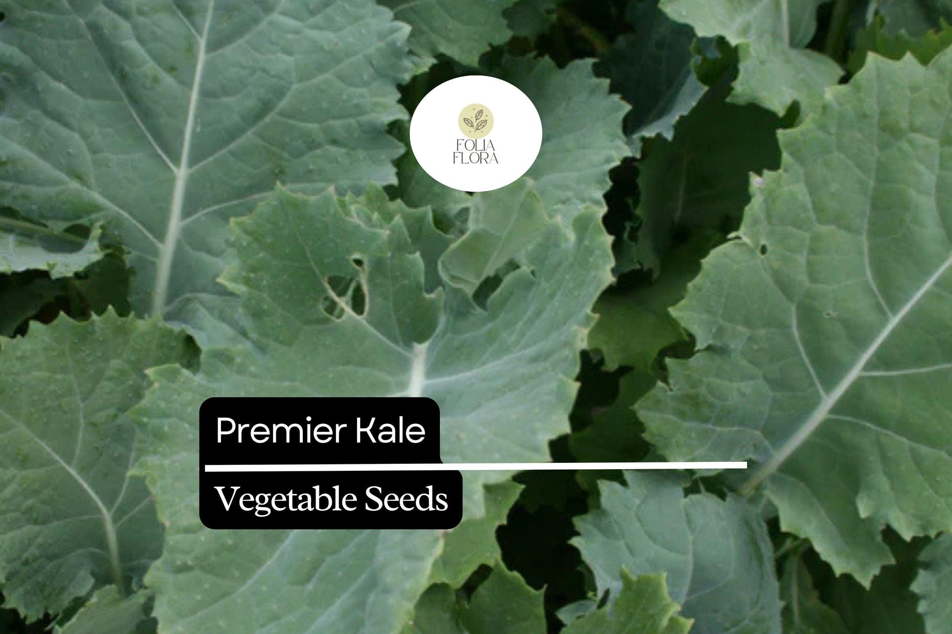 200 Kale Seeds Premier Brassica oleracea Nutritious Cold-Hardy Leafy Green for Salads and Smoothies