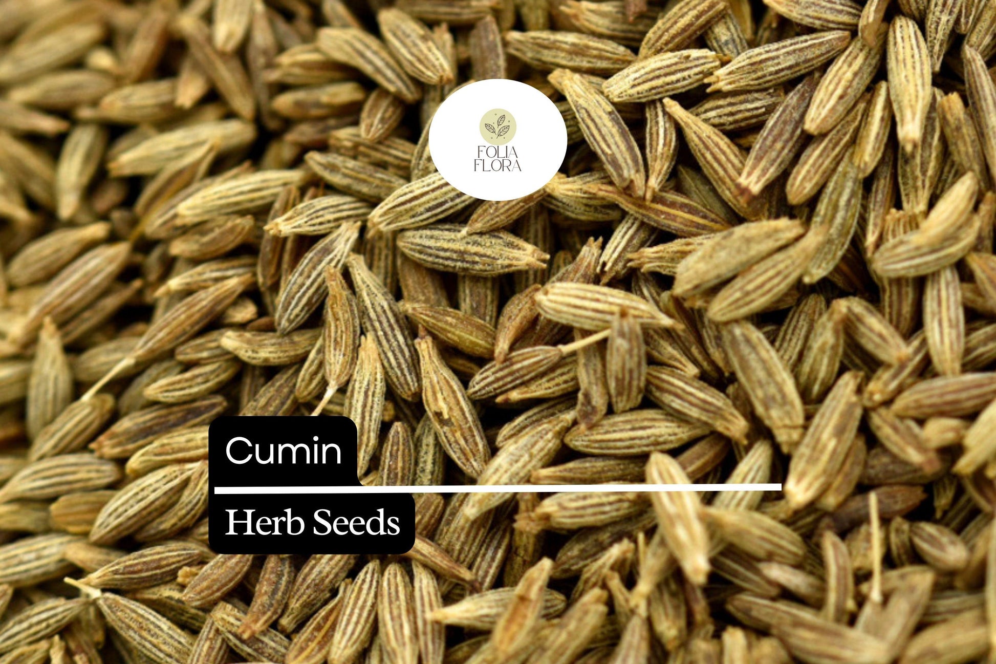 250 Seeds Cumin Herb Seeds – Aromatic Cuminum cyminum for Cooking, Spices, and Culinary Use