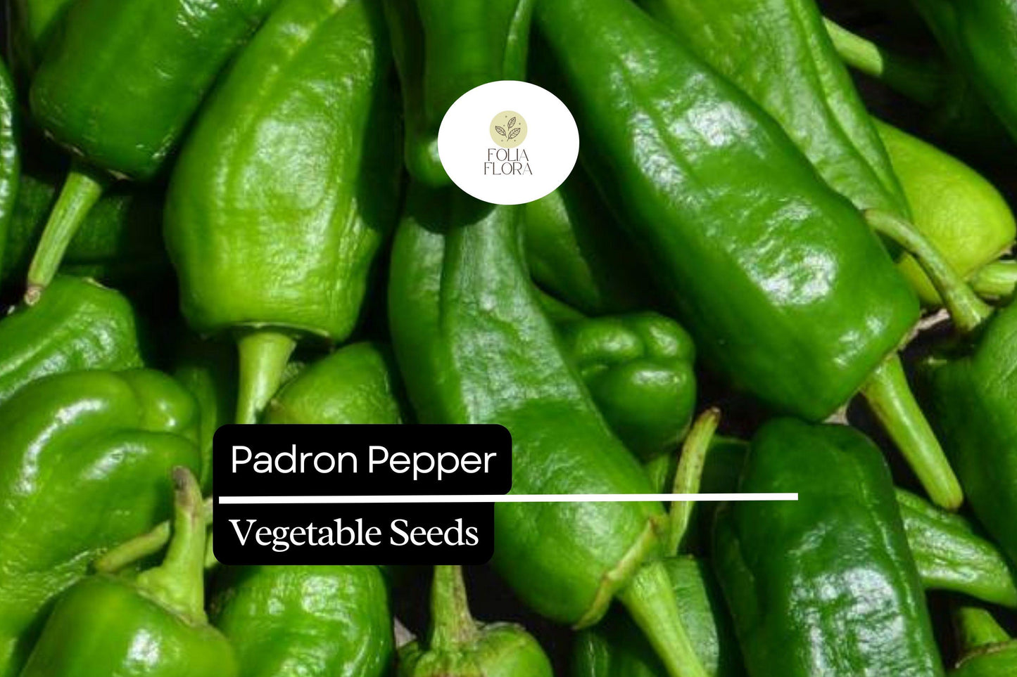 10 Seeds Padron Pepper (Capsicum annuum) – Mild Spanish Green Pepper for Cooking & Gardening